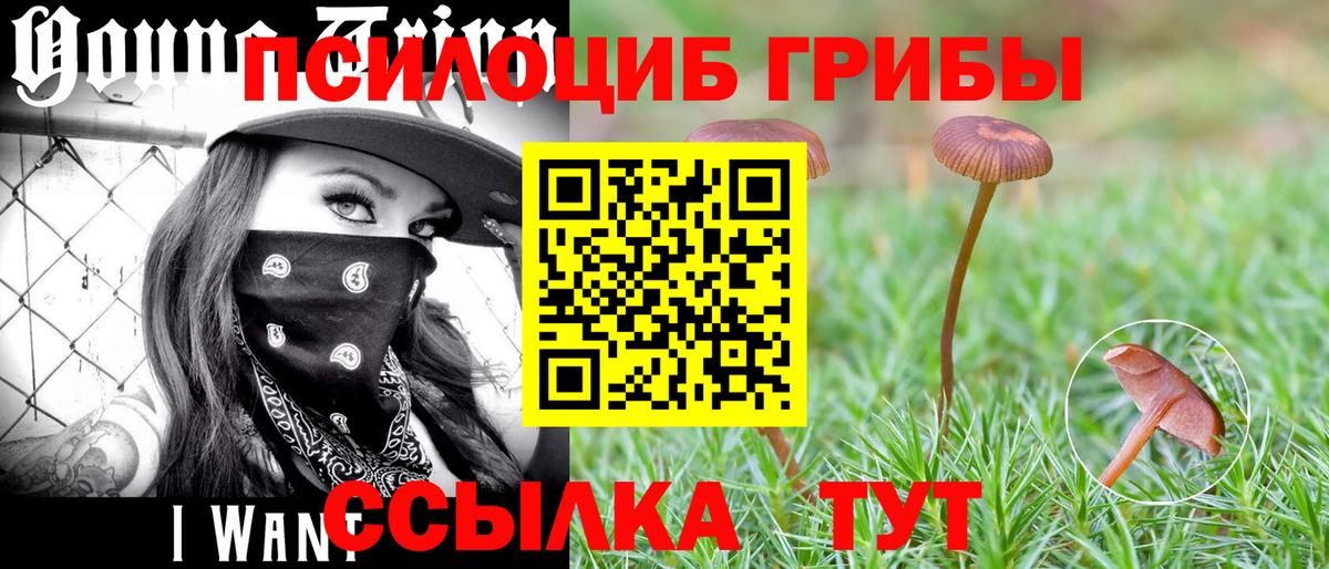 Галлюциногенные грибы Cubensis  Вход с VPN  Клинцы 